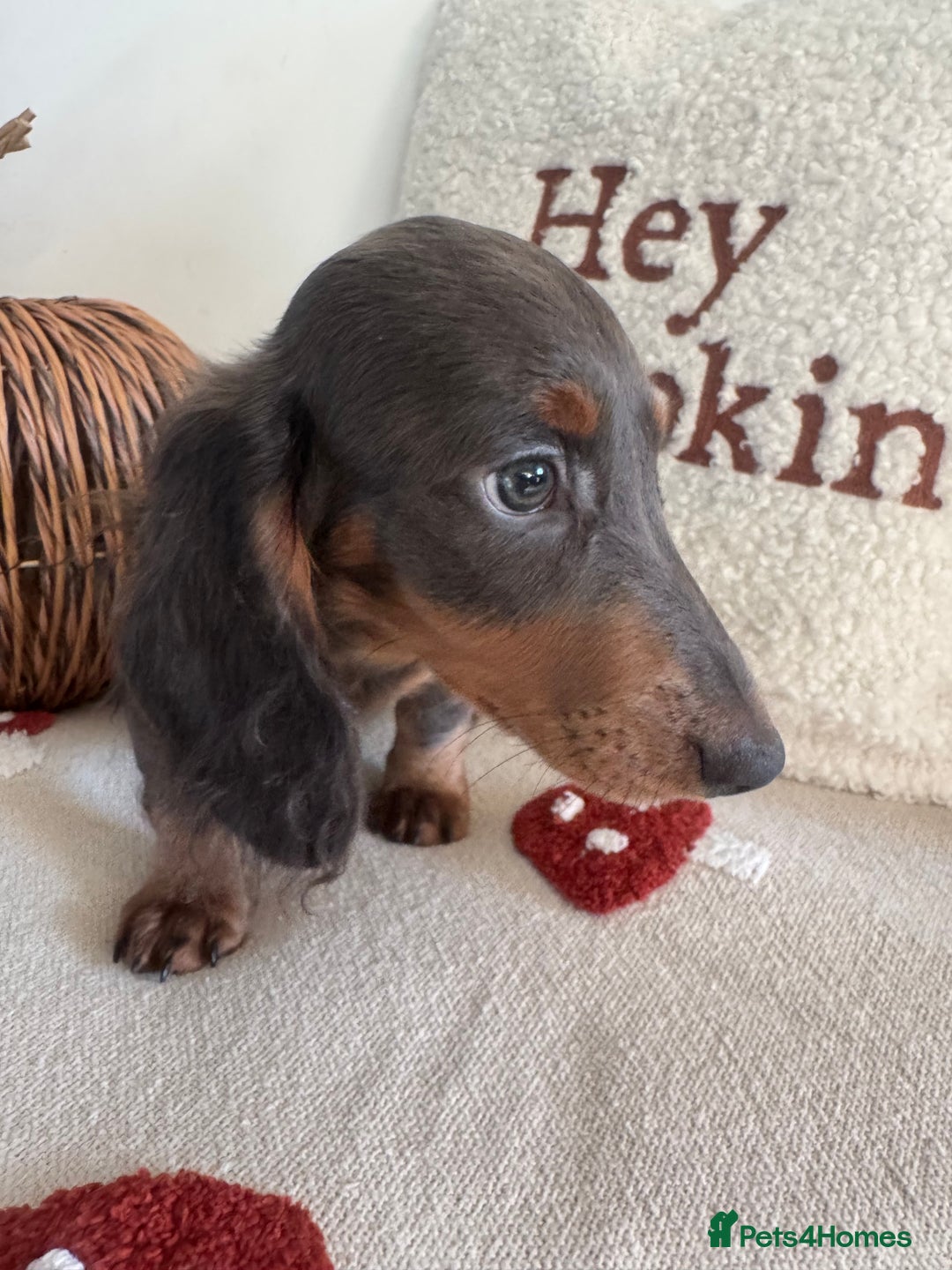 Miniature Dachshund dogs for sale: Miniature dachshund puppies  - Image 12