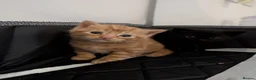 Mixed Breed cats for sale: Ginger kittens and black kittens  in Addlestone - Advert 3