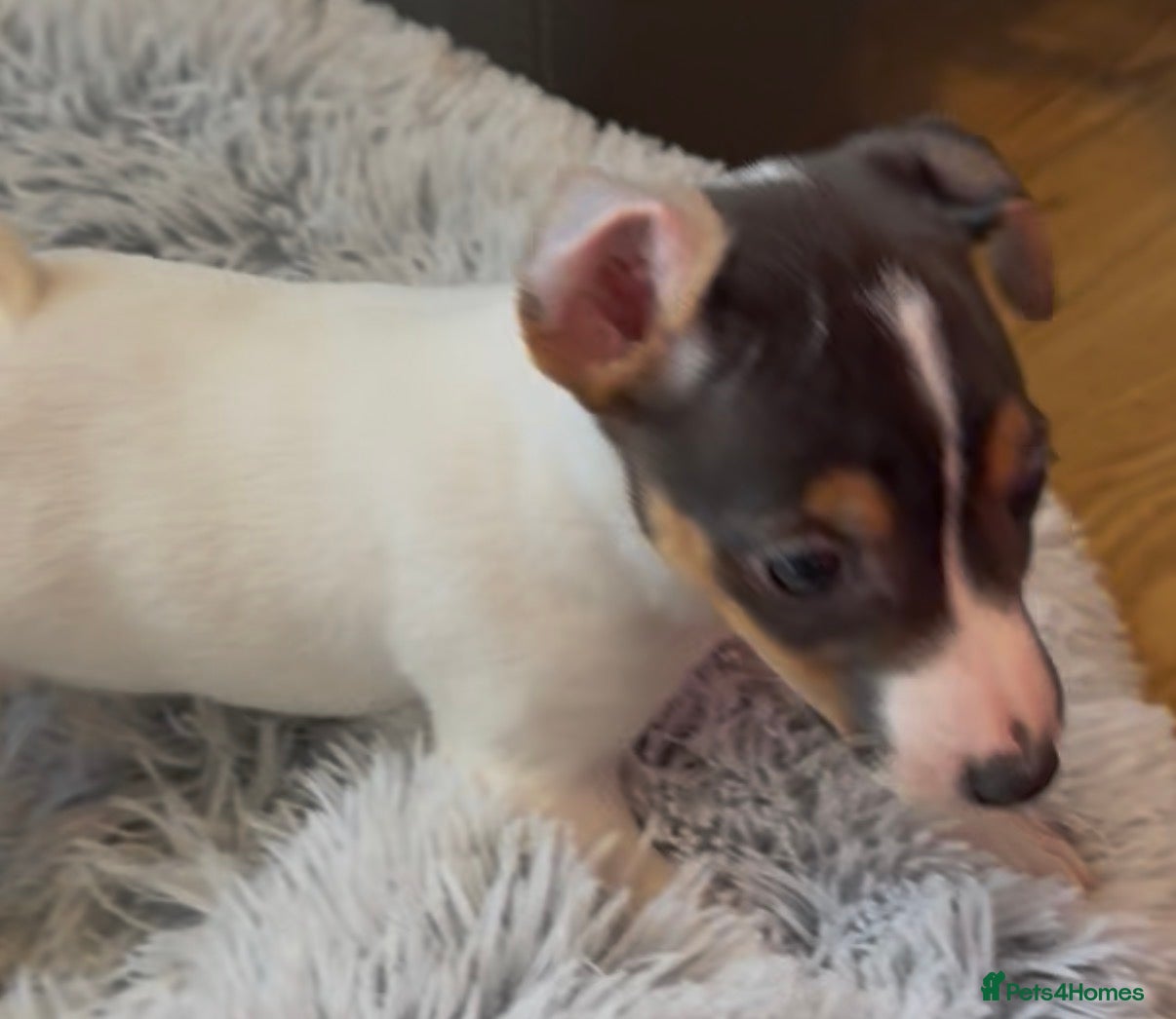 Jack Russell dogs READY NOW Gorgeous jack Russell puppies - Advert 2