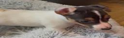 Jack Russell dogs for sale: READY NOW Gorgeous jack Russell puppies - Advert 2