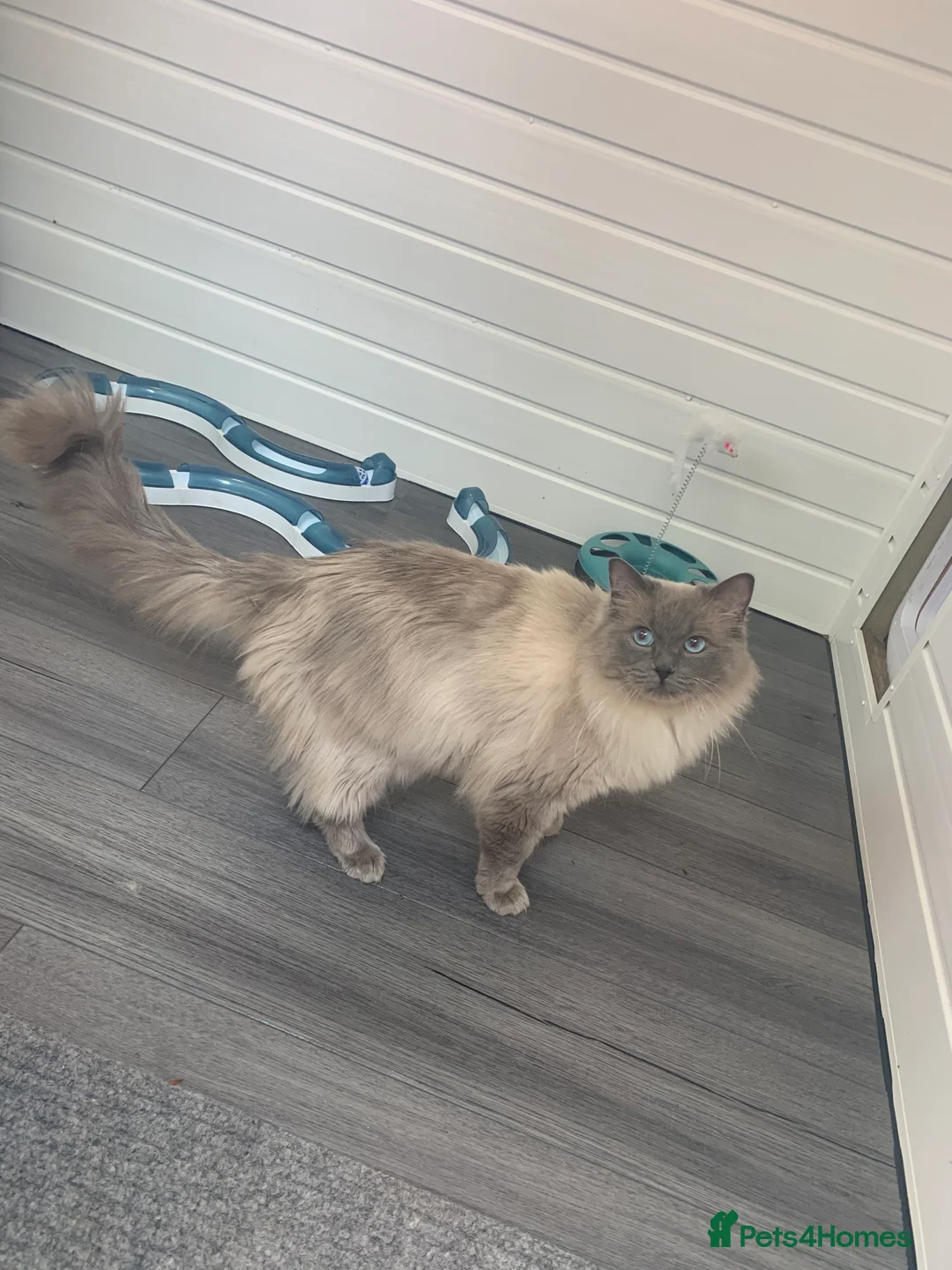 Ragdoll cats for stud: TICA/GCCF Active The famous ROMEO Blue Point STUD! in Tipton - Advert 6