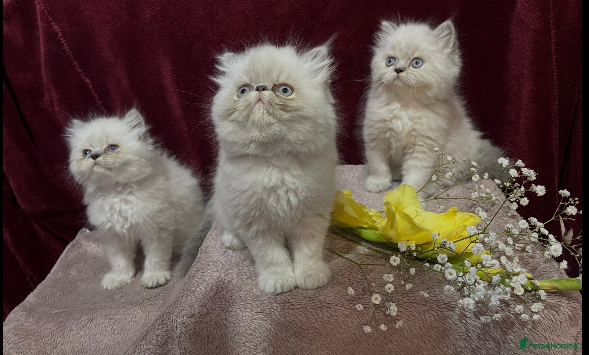 Persian cats READY NOW. 3 VERY AFFECTIONATE COLOURPOINT KITTENS - Advert 4