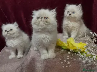 Persian cats READY NOW. 3 VERY AFFECTIONATE COLOURPOINT KITTENS - Advert 4