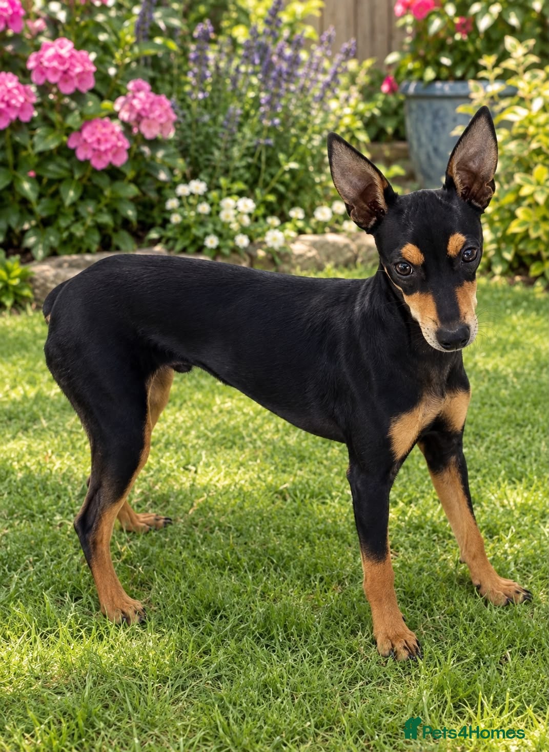 Mixed Breed dogs Miniature pinscher - Advert 7