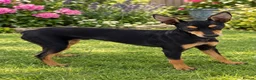 Mixed Breed dogs for sale: Miniature pinscher - Advert 1