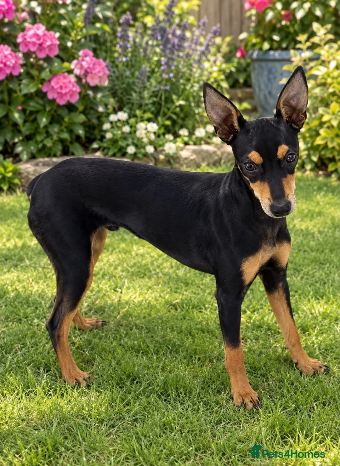 Mixed Breed dogs for sale: Miniature pinscher - Advert 1