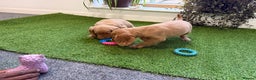 Cocker Spaniel dogs for sale: 7 Stunning Cocker Spaniel Puppies - Advert 7