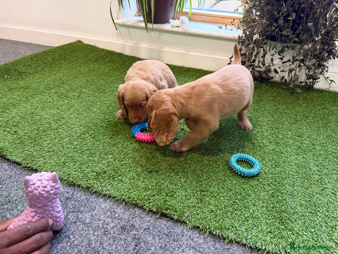Cocker Spaniel dogs for sale: 7 Stunning Cocker Spaniel Puppies - Advert 7