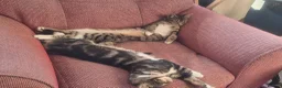 Mixed Breed cats for sale: Cupcake and Pudding - 2yo sibling cats - Advert 11