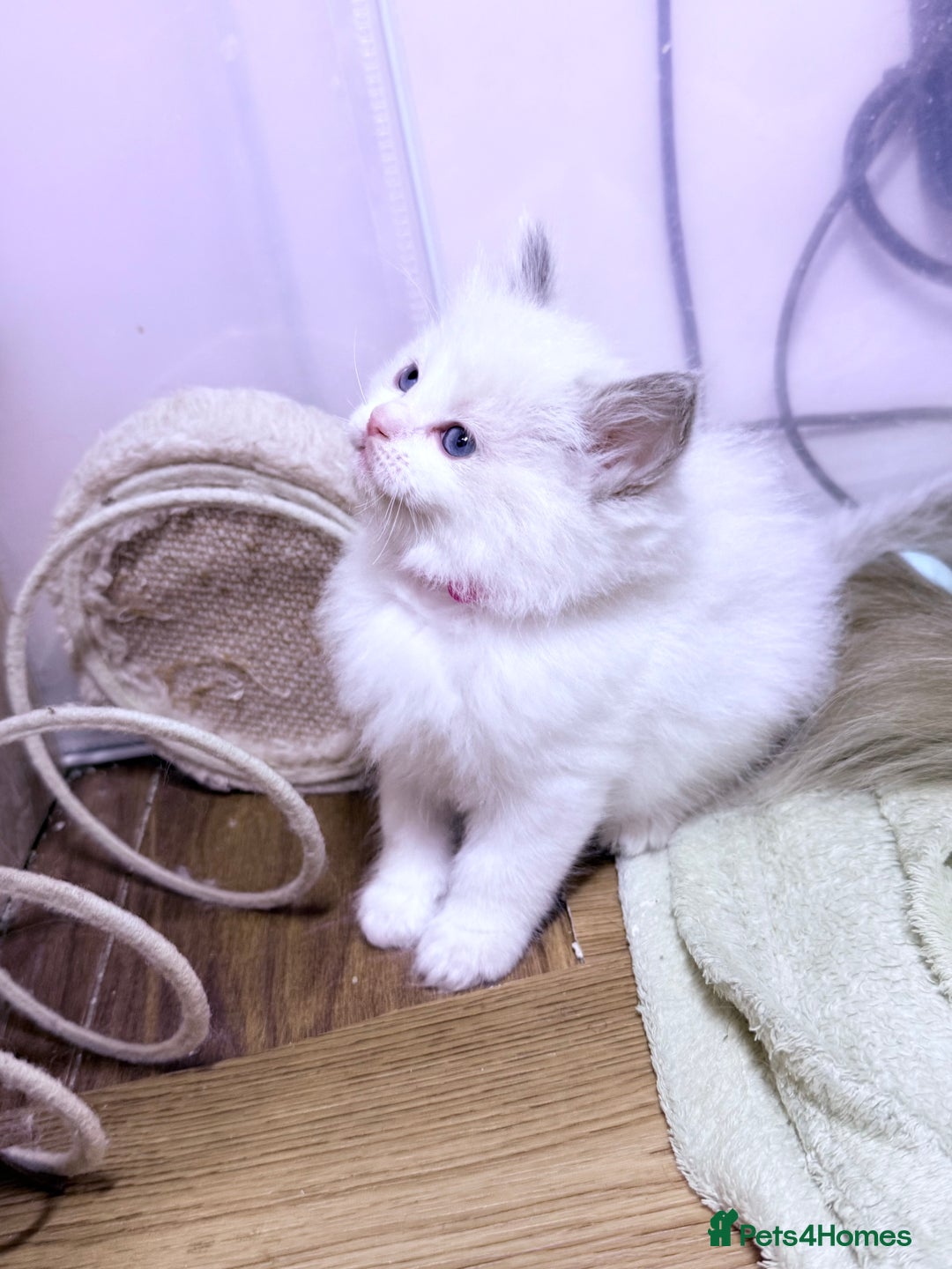 Ragdoll cats for sale: 💕🏅GCCF reg. Champ blood Beautiful Ragdolls 🏅💕 - Advert 6