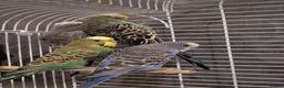Budgerigars birds for sale: Exhibition Budgies Breeder pair and Budgie pair  - Advert 4