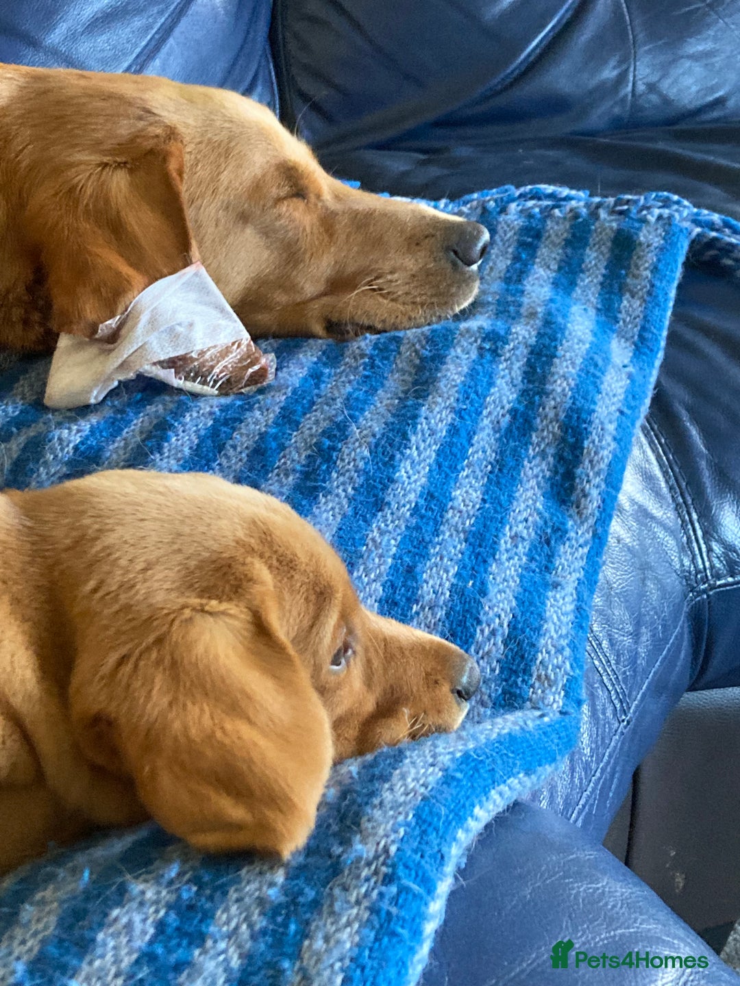 Labrador Retriever dogs for sale: Gorgeous fox red Labrador - Image 2