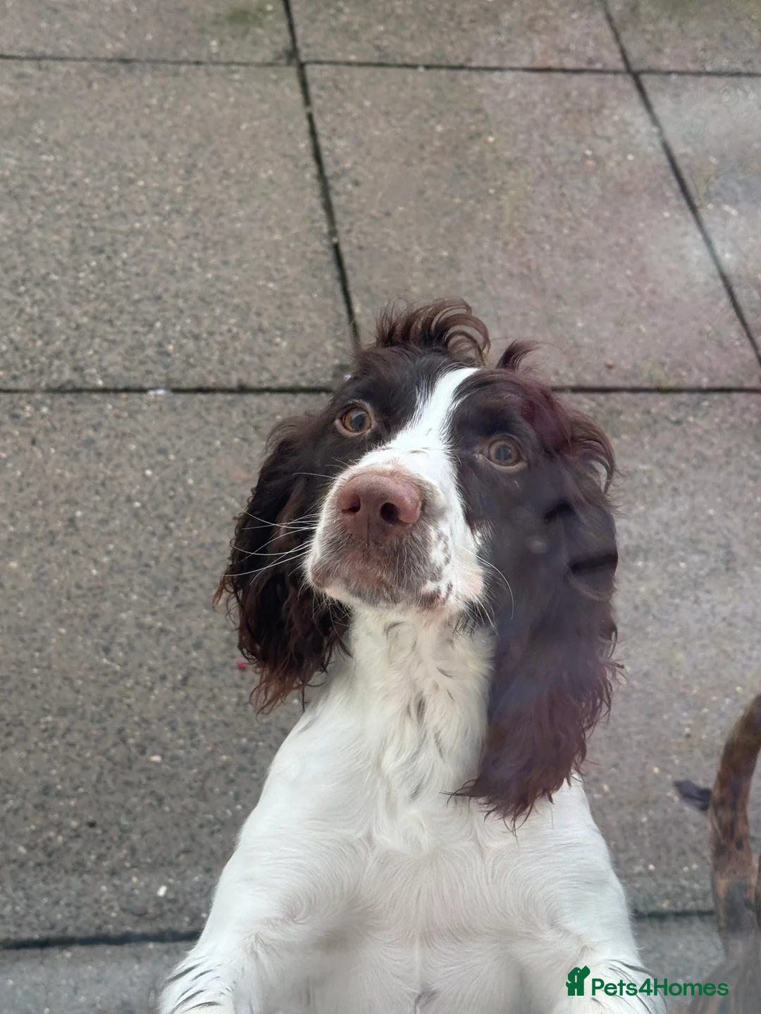 English Springer Spaniel dogs for sale: Female Springer Spaniel - Advert 5