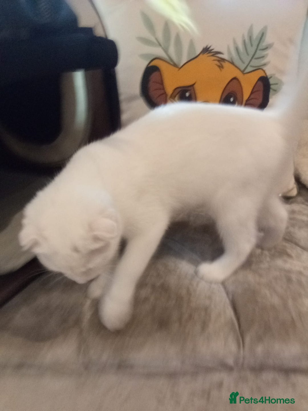 Scottish Fold cats for sale: 1 cutie cream folded girl & 1 straight cream  girl - Image 14