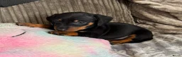 Miniature Dachshund dogs for sale: 😾  •• Miniature Dachshund Puppies  •• 🐺   - Advert 10
