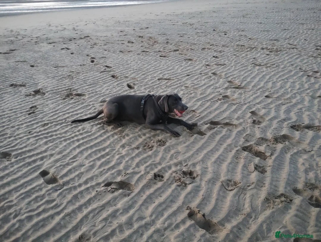 Weimaraner dogs for stud: Handsome Blue Weimaraner Available for Stud Proven in Leyland - Advert 7