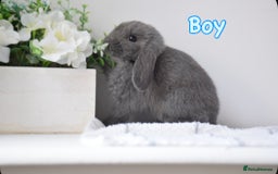 Mini Lop rabbits for sale: Beautiful pure mini lop bunnies  - Image 8