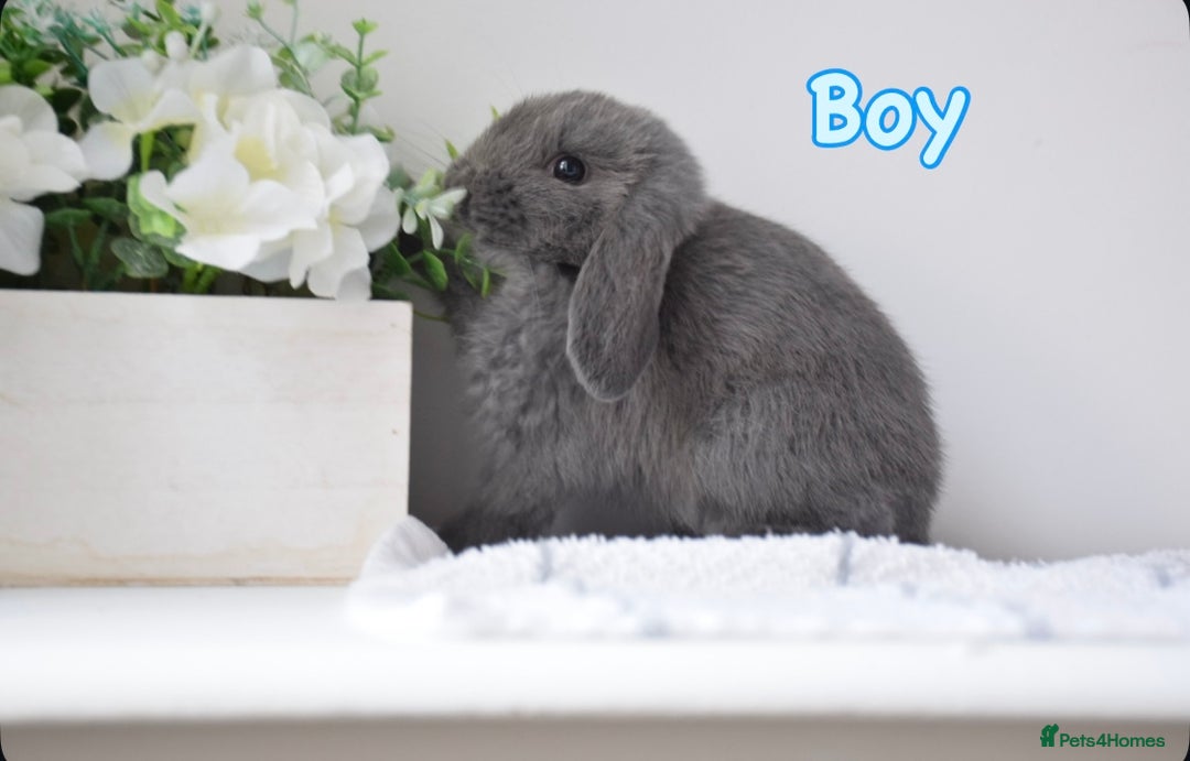 Mini Lop rabbits for sale: Beautiful pure mini lop bunnies  - Image 8