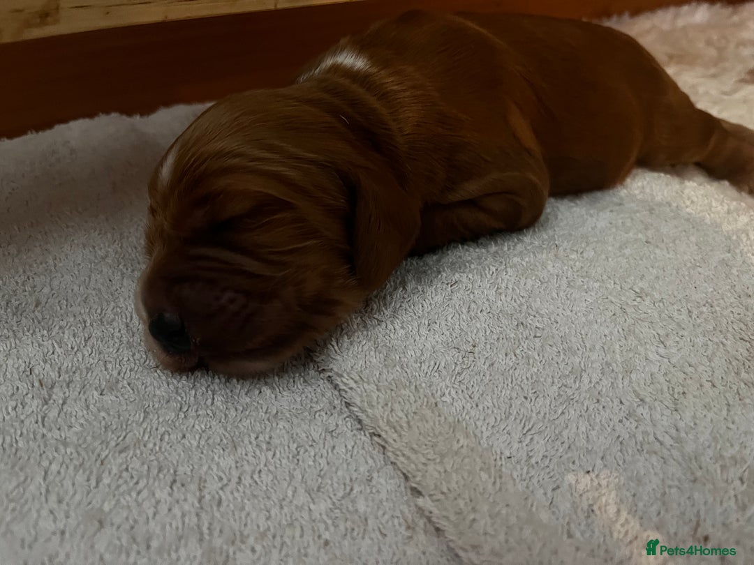 Cocker Spaniel dogs for sale: FAMILY RAISED SHOW TYPE COCKER SPANIEL PUPPIES - Advert 10