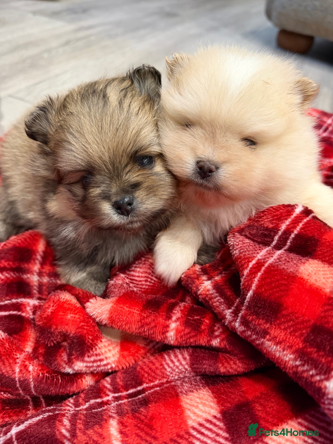 Pomeranian dogs for sale: Kc cream thick fur Pomeranian male puppy - Advert 6