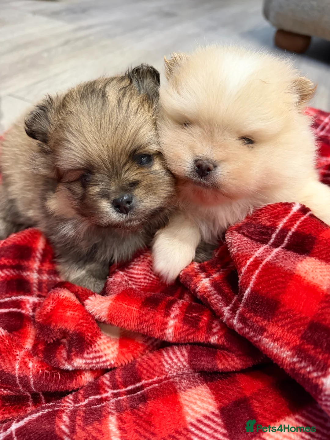 Pomeranian dogs for sale: Kc cream thick fur Pomeranian male puppy - Advert 6
