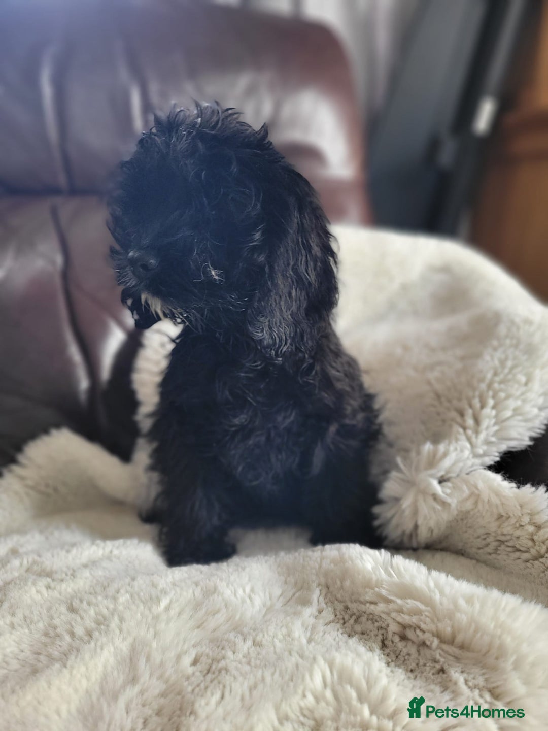 Cockapoo dogs for sale: American cockapoo - Advert 4