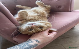 Maine Coon cats for sale: Ginger Maine coon boy - Image 11
