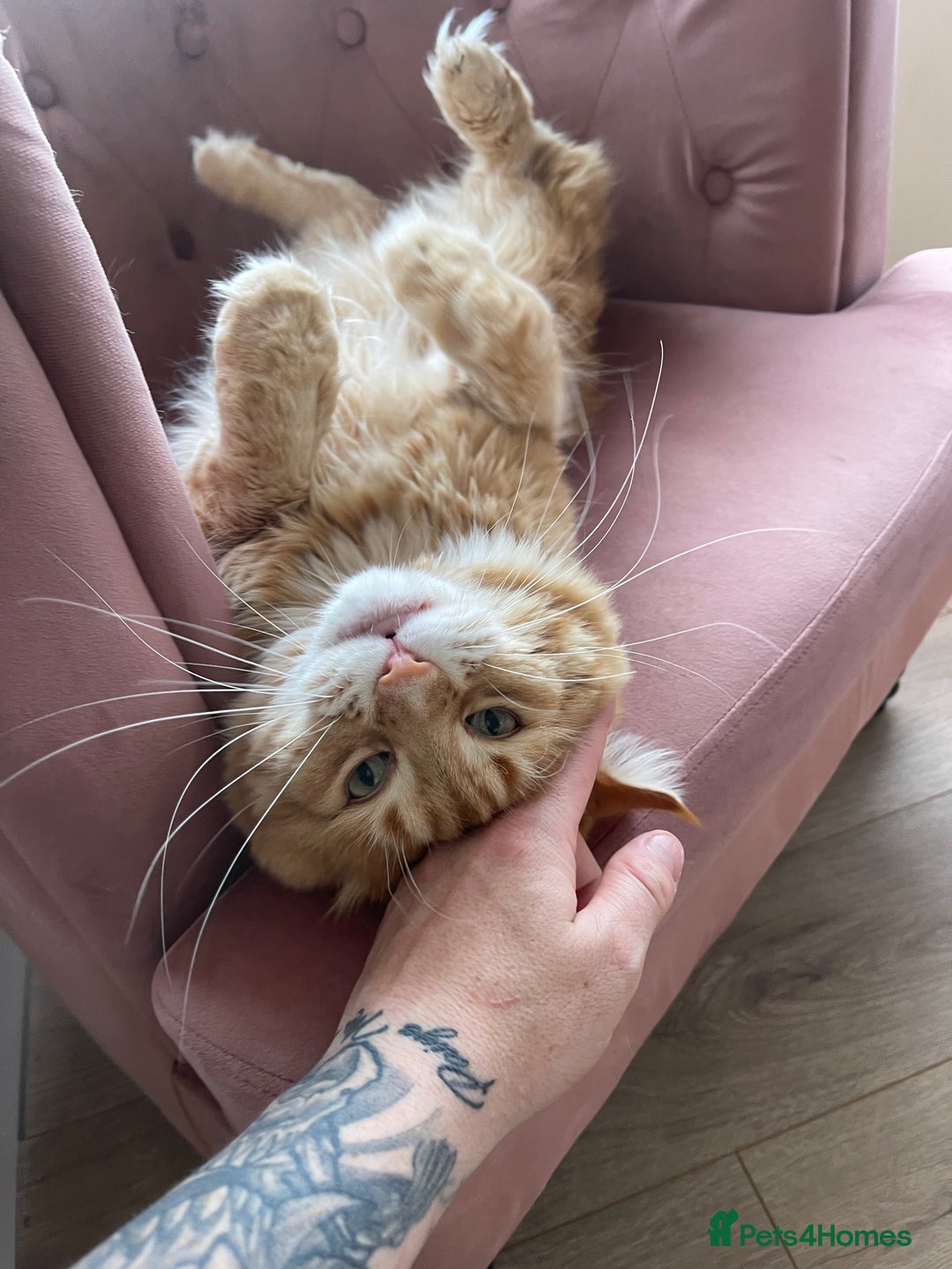 Maine Coon cats for sale: Ginger Maine coon boy - Image 11
