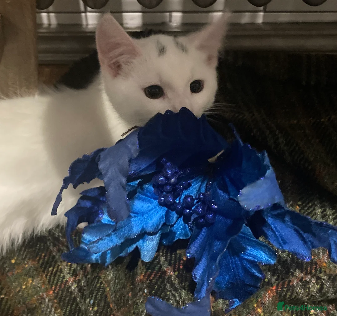Turkish Van cats for sale: Gorgeous Turkish Van Kittens - Advert 2