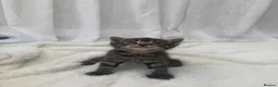 Mixed Breed cats for sale: Tabby male kittens and stunning black girl  - Advert 9