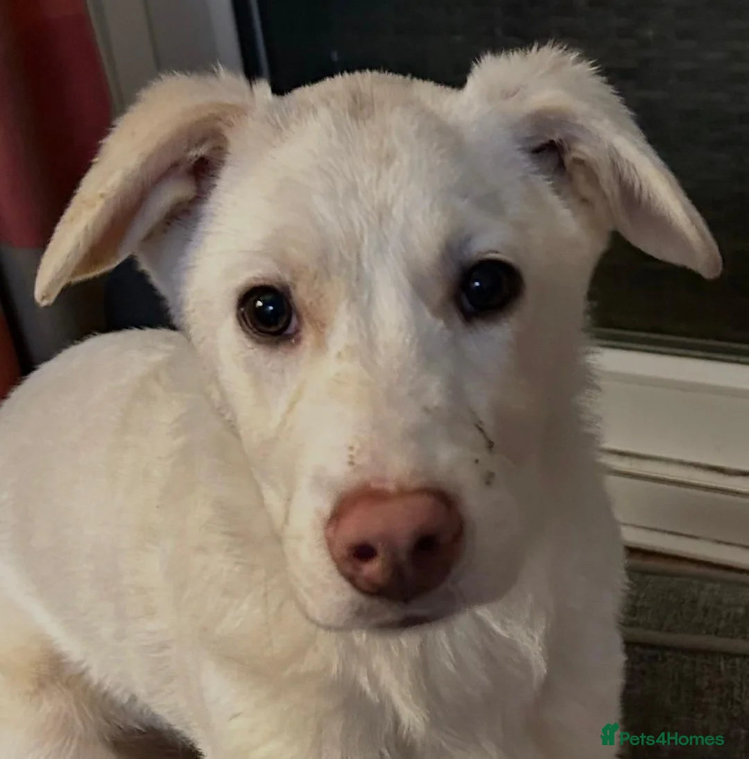 Mixed Breed dogs for adoption: Daisy 🌼  - Advert 1