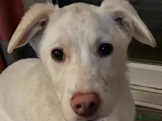 Mixed Breed dogs Daisy 🌼 - Advert 1