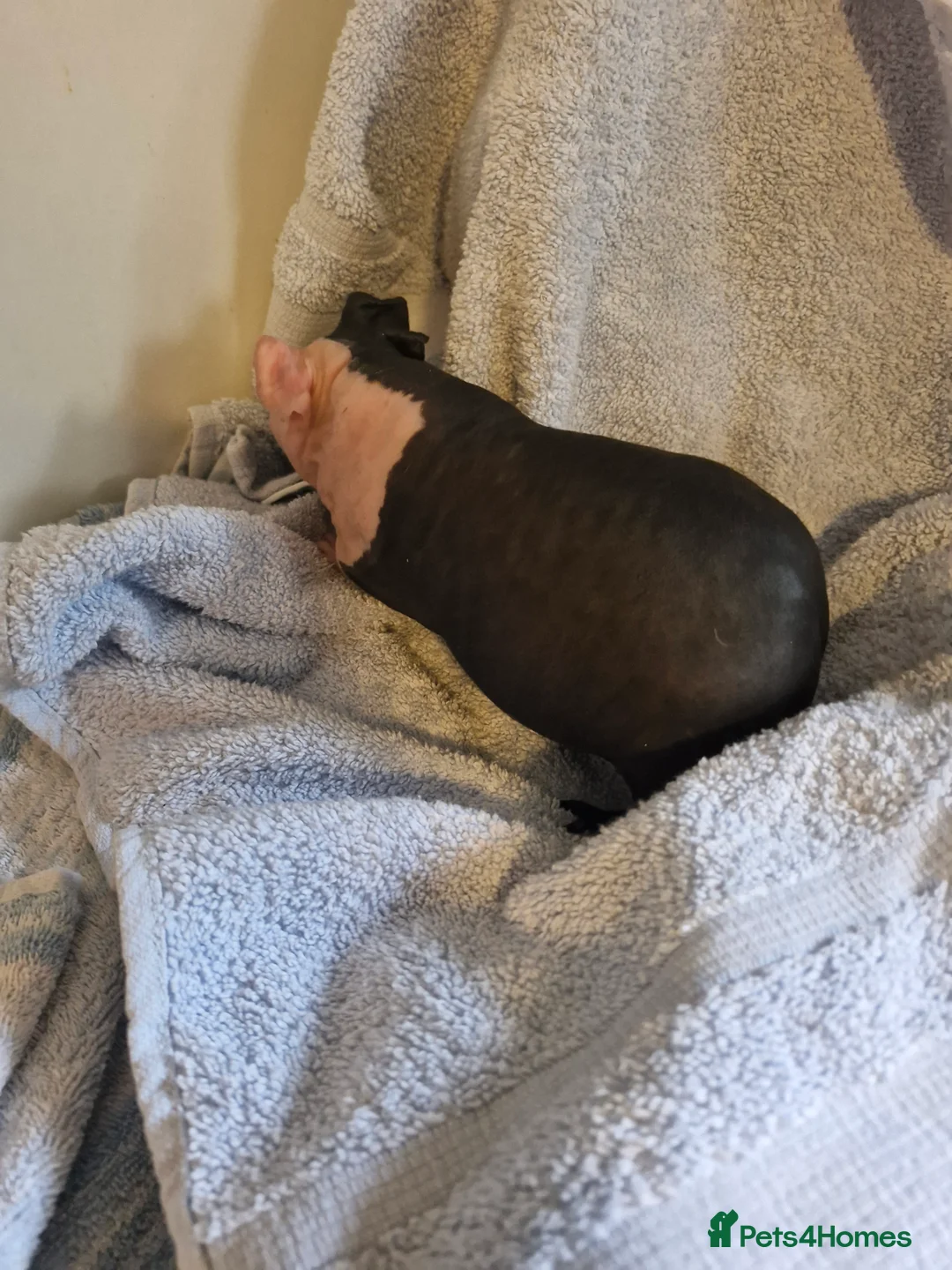 Guinea Pig rodents for sale: Skinnies and calafornians - Advert 2