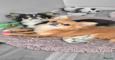 Chihuahua dogs - Advert 5