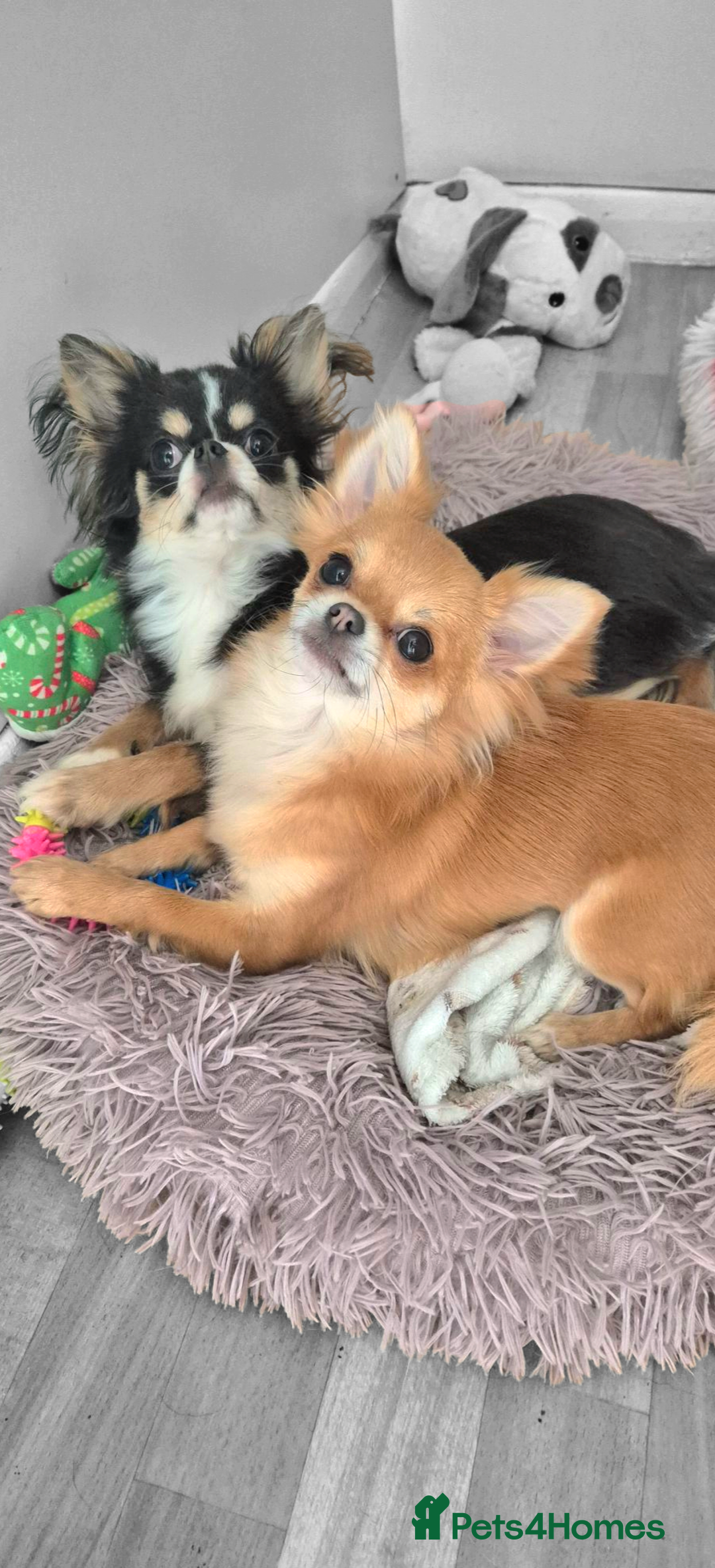 Chihuahua dogs for sale:  Bonded KC Long-haired chihuahuas-Loving home only - Image 2
