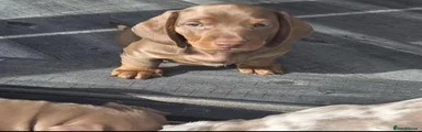 Miniature Dachshund 1