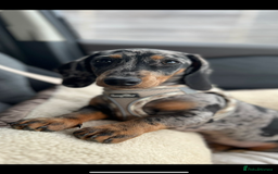 Dachshund dogs for sale: 1 year old Male Smooth Dapple Dachshund  - Image 1