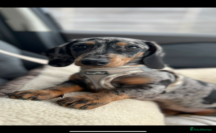 Dachshund dogs - Advert 4