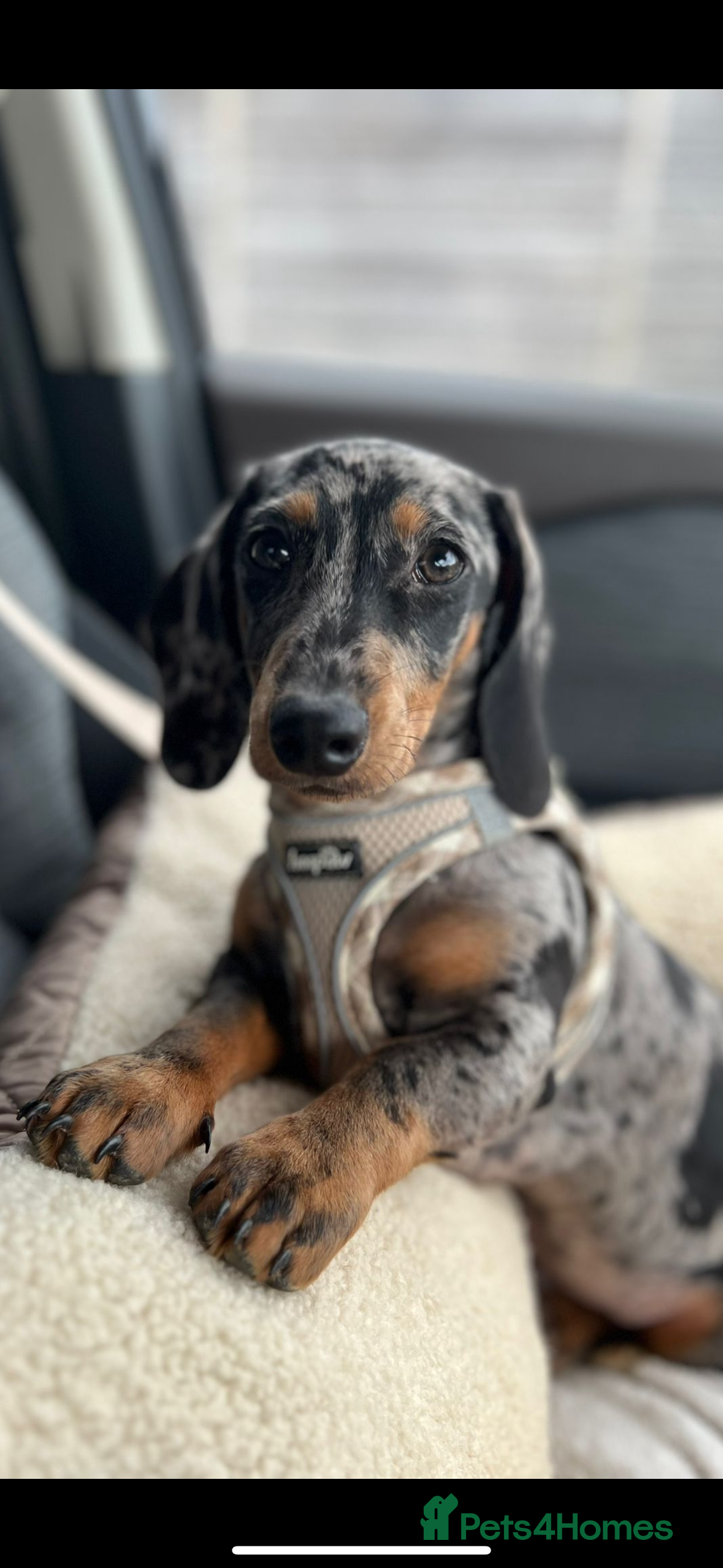 Dachshund dogs for sale: 1 year old Male Smooth Dapple Dachshund  - Image 1
