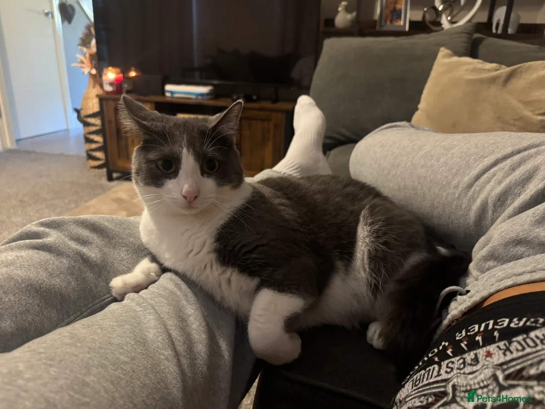 Mixed Breed cats for sale: Mia and Opie  - Advert 2