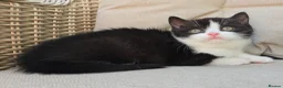 British Shorthair cats for sale: Stunning British Shorthair Kittens  - Advert 10