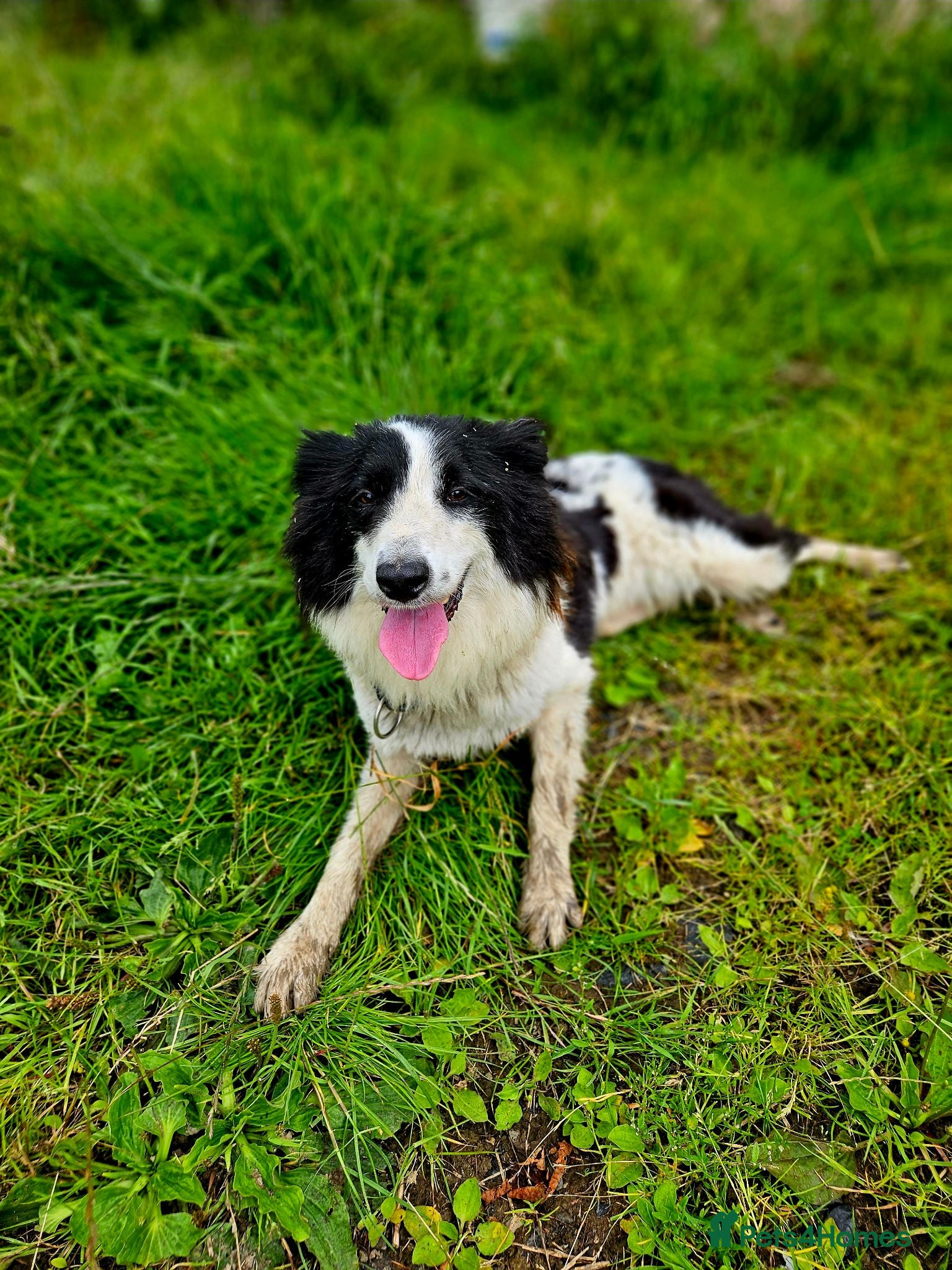 Border Collie dogs Beautiful border collies  - Advert 2