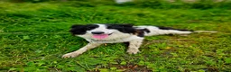 Border Collie dogs for sale: Beautiful border collies  in Abergele - Advert 2