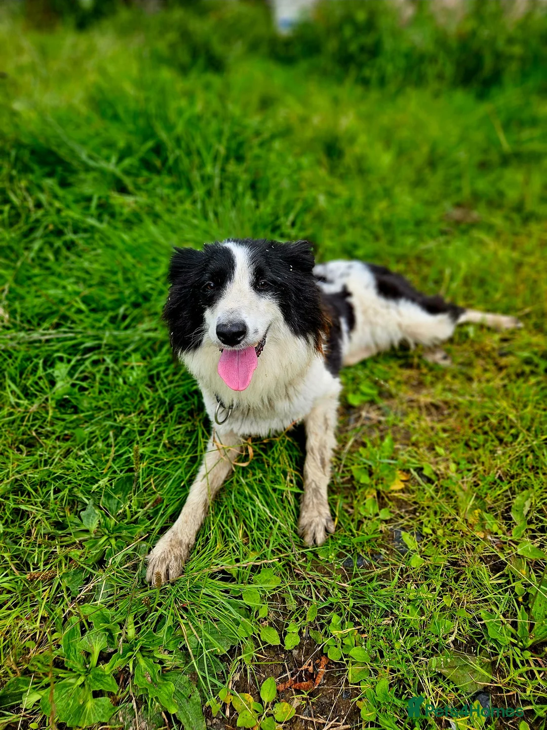 Border Collie dogs for sale: Beautiful border collies  in Abergele - Advert 2