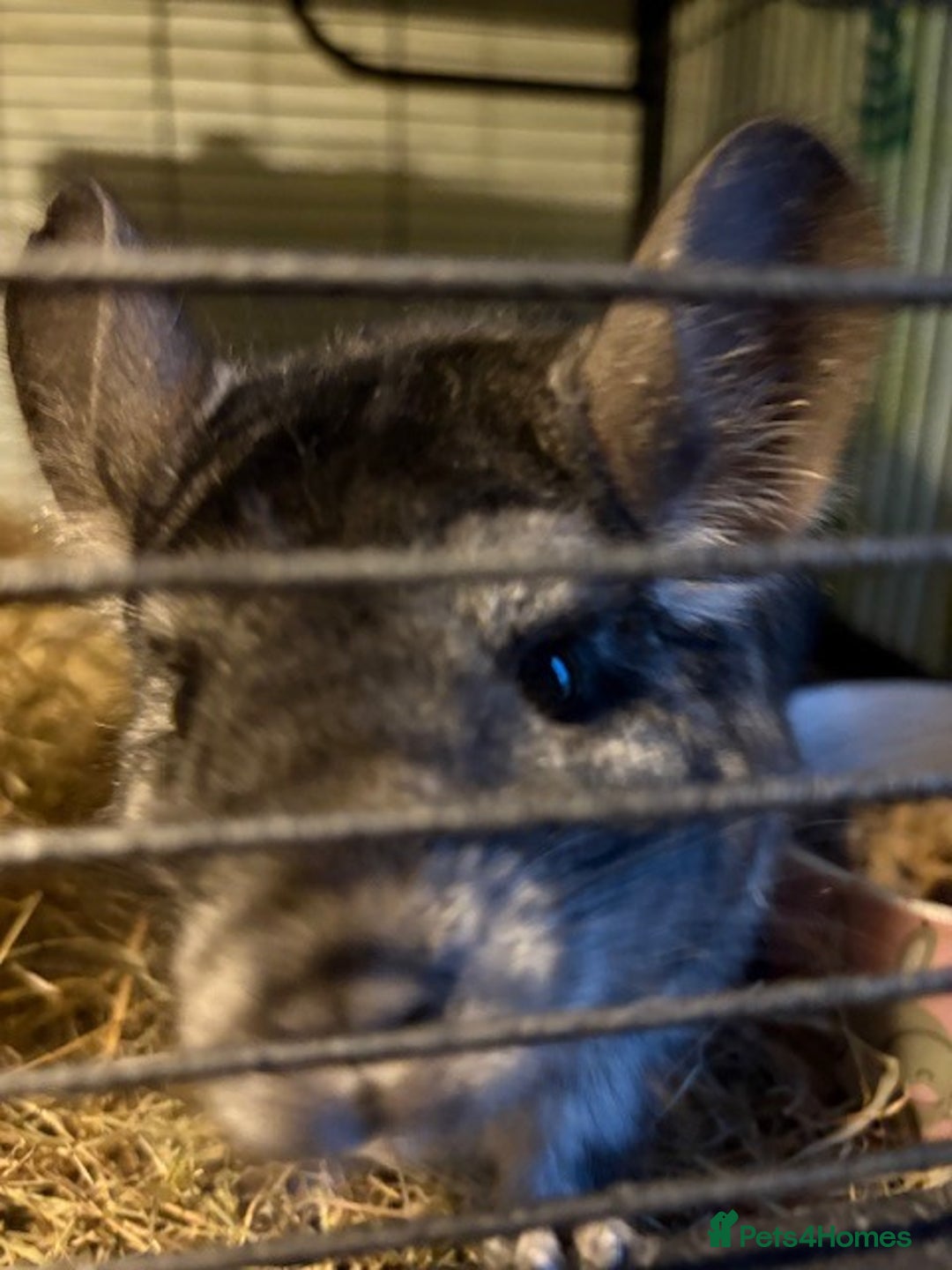 Chinchilla rodents for sale: 2 bonded male chinchillas - Image 21