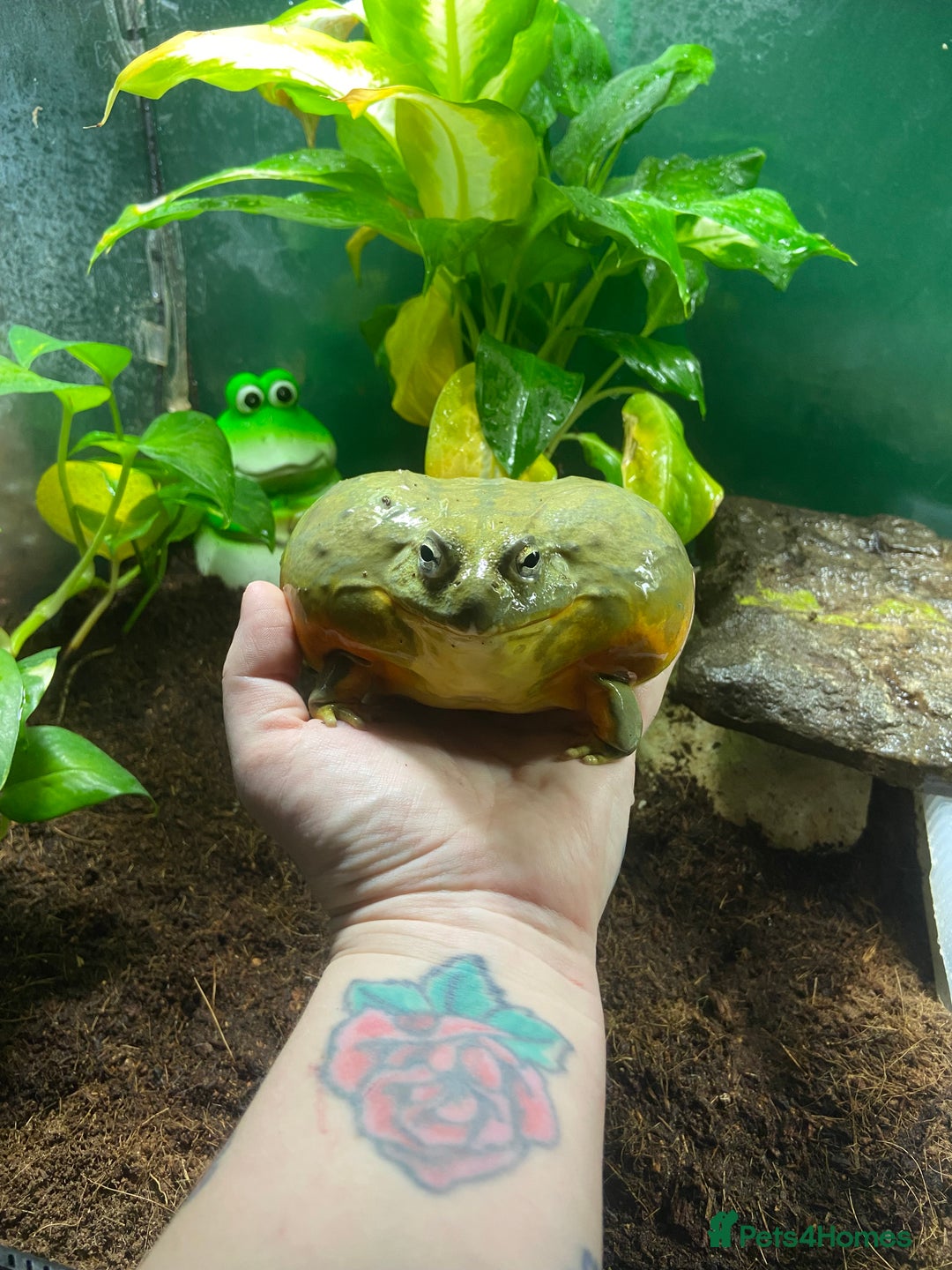 Frog reptiles for sale: Pair of Giant African Bullfrogs with Setup  - Image 13