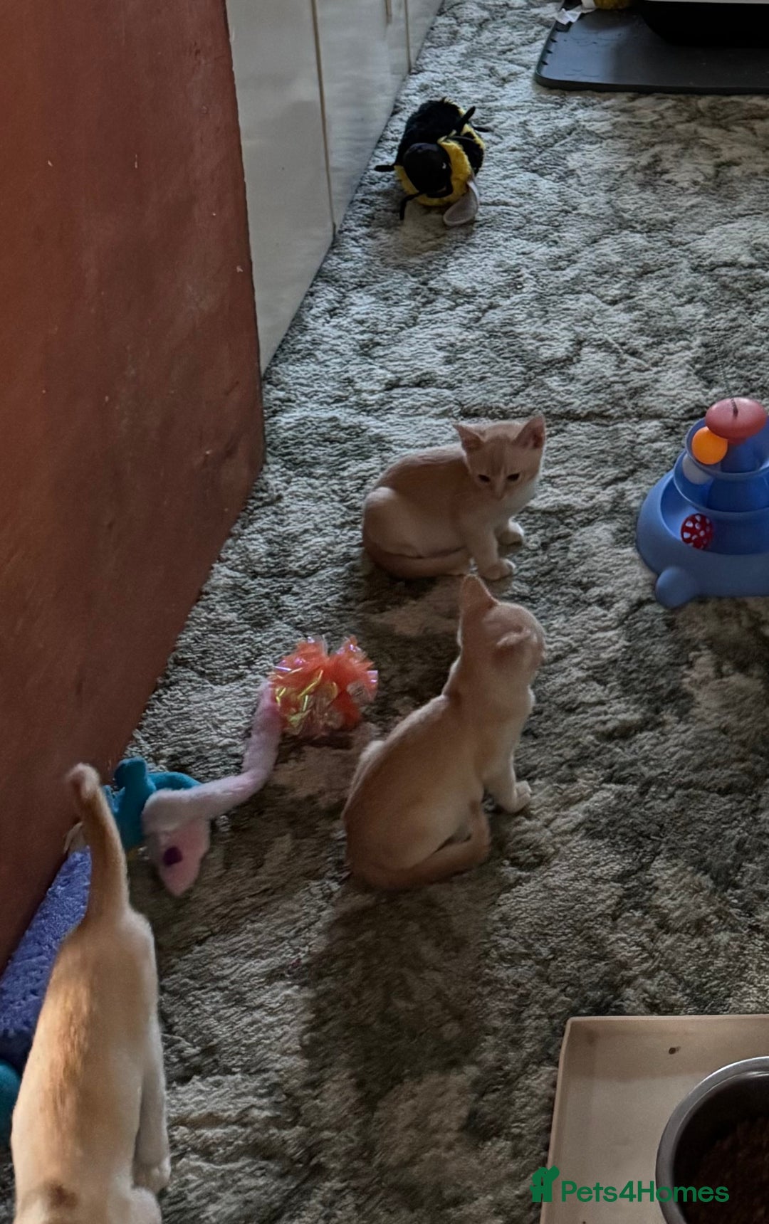 Burmese cats for sale: A fantastic litter of 7 Burmese babies  - Image 25