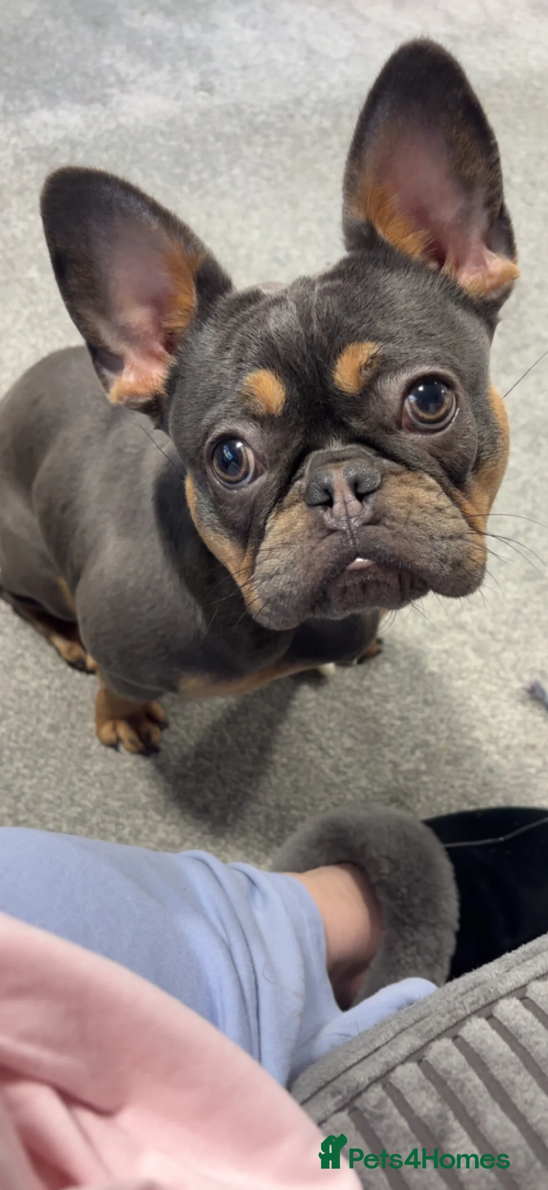 French Bulldog dogs for sale: DOTTIE🤎🩶 - Advert 2