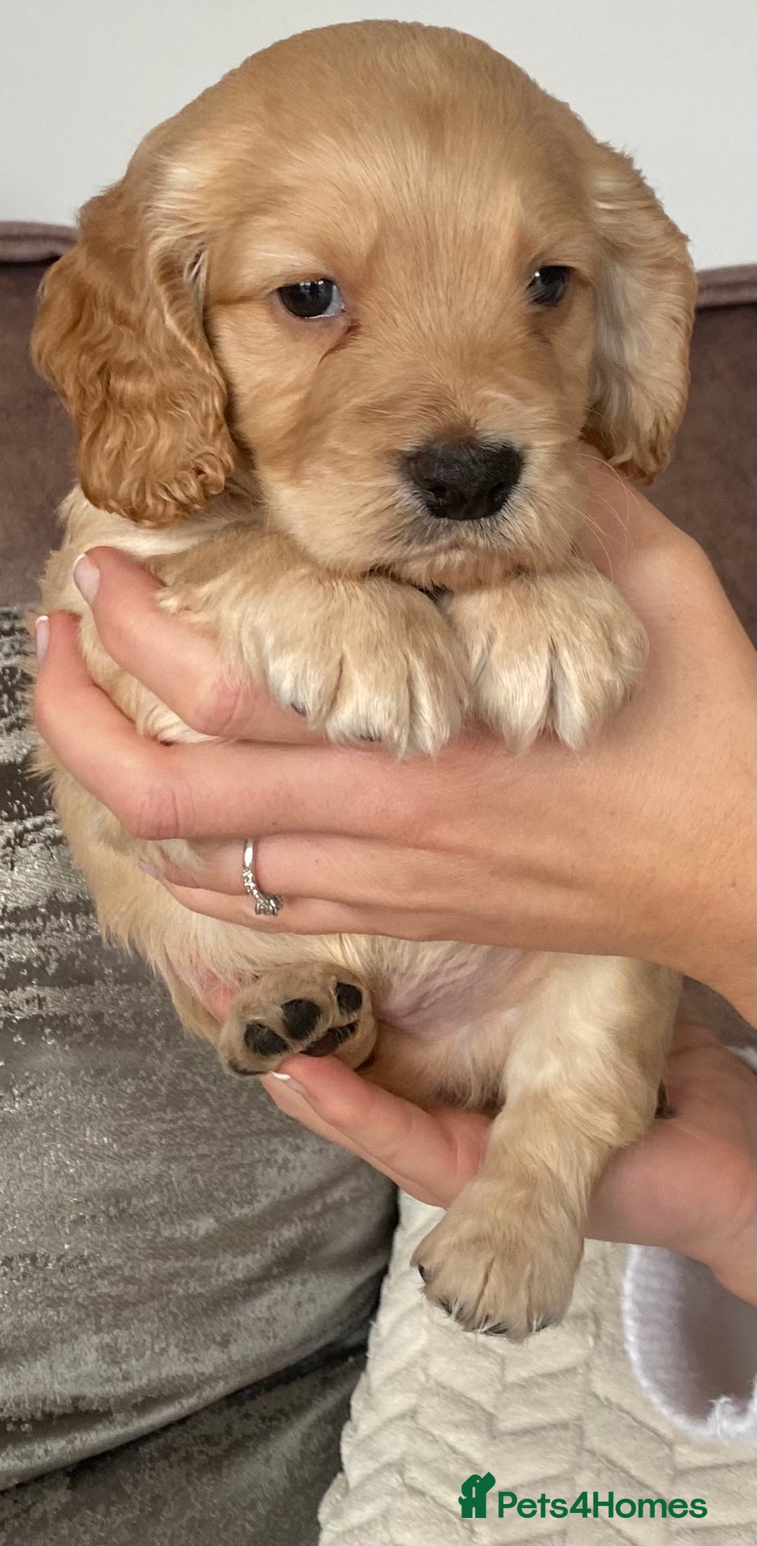 Cocker Spaniel dogs for sale: Working cocker spaniel puppies  - Image 9