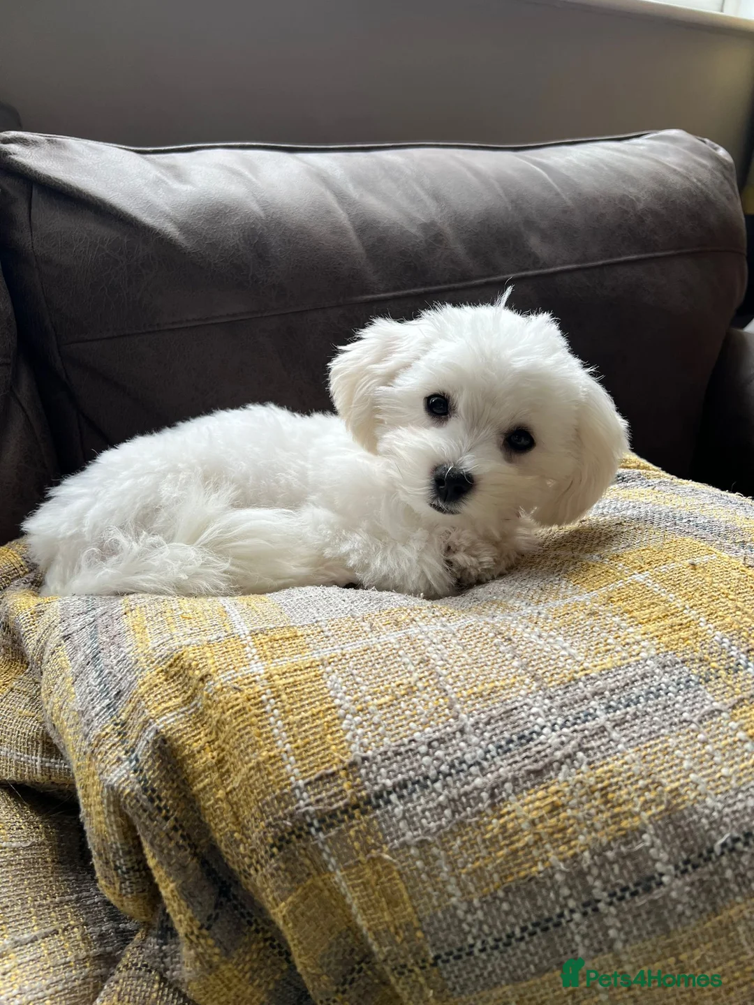 Maltese dogs for stud: STUNNING 💎DIAMOND💎 OPEN AT STUD HEALTH TESTED in Grays - Advert 34